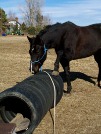 By retreating from this obstacle, rather than insisting on the approach, this mare was able to put her skepticism aside and act out of a place of confident curiosity instead.